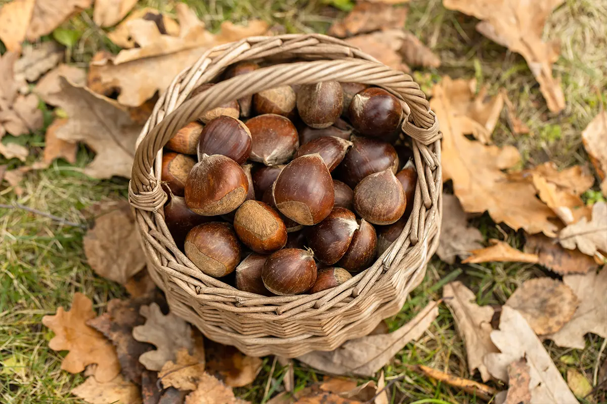castagne